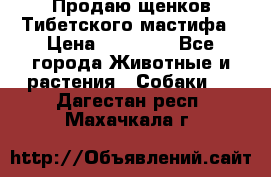 Продаю щенков Тибетского мастифа › Цена ­ 45 000 - Все города Животные и растения » Собаки   . Дагестан респ.,Махачкала г.